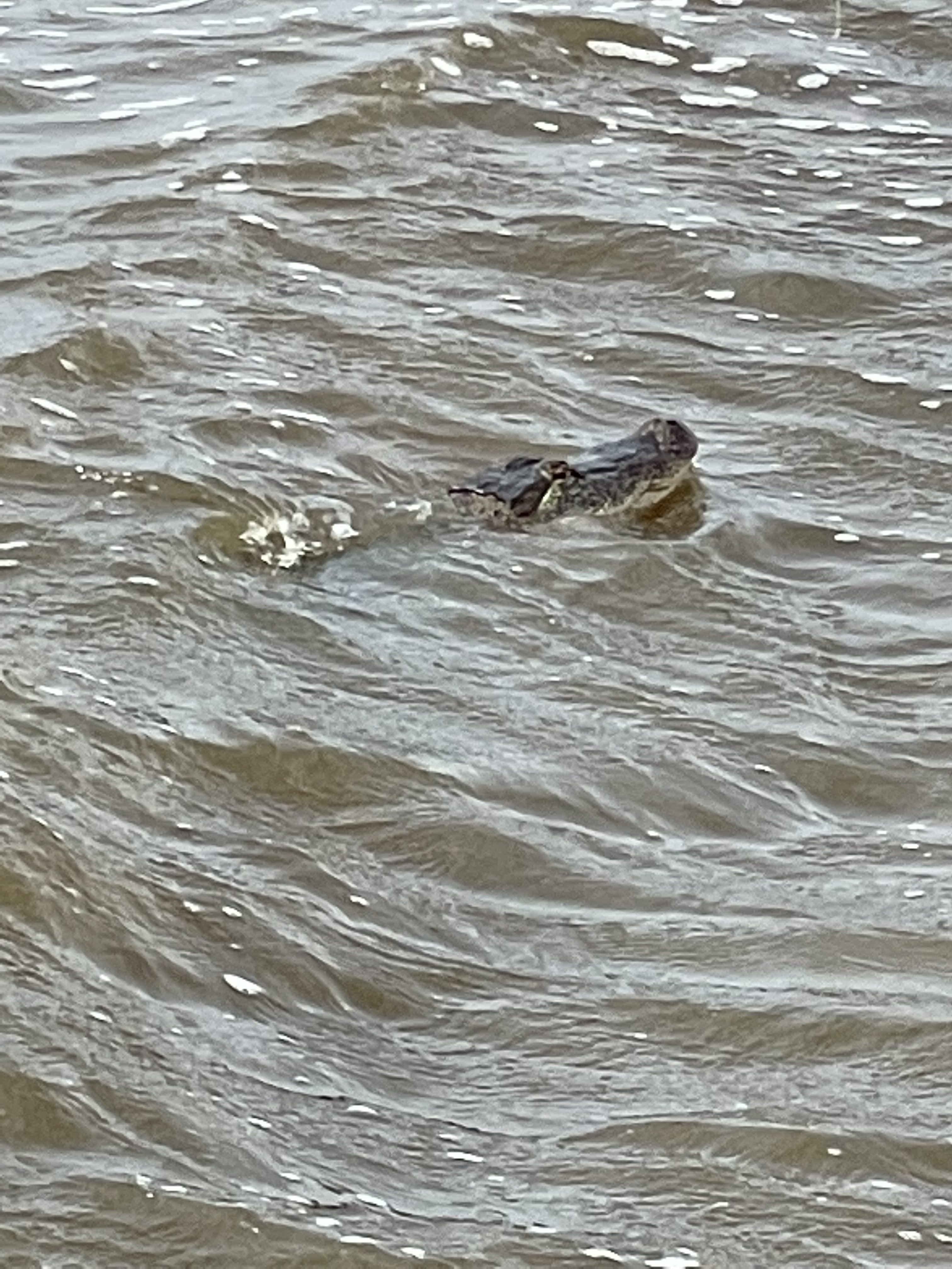 Hurricane Ida displaces alligator seen swimming on Mississippi Gulf